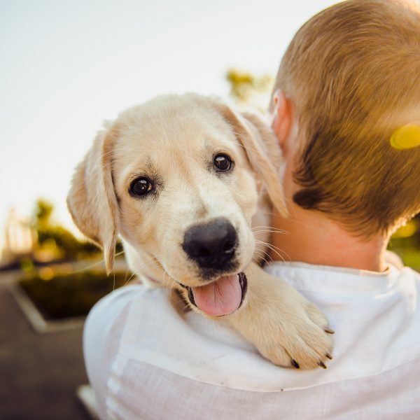 Cachorros já nascem prontos para interagir com humanos, afirma estudo