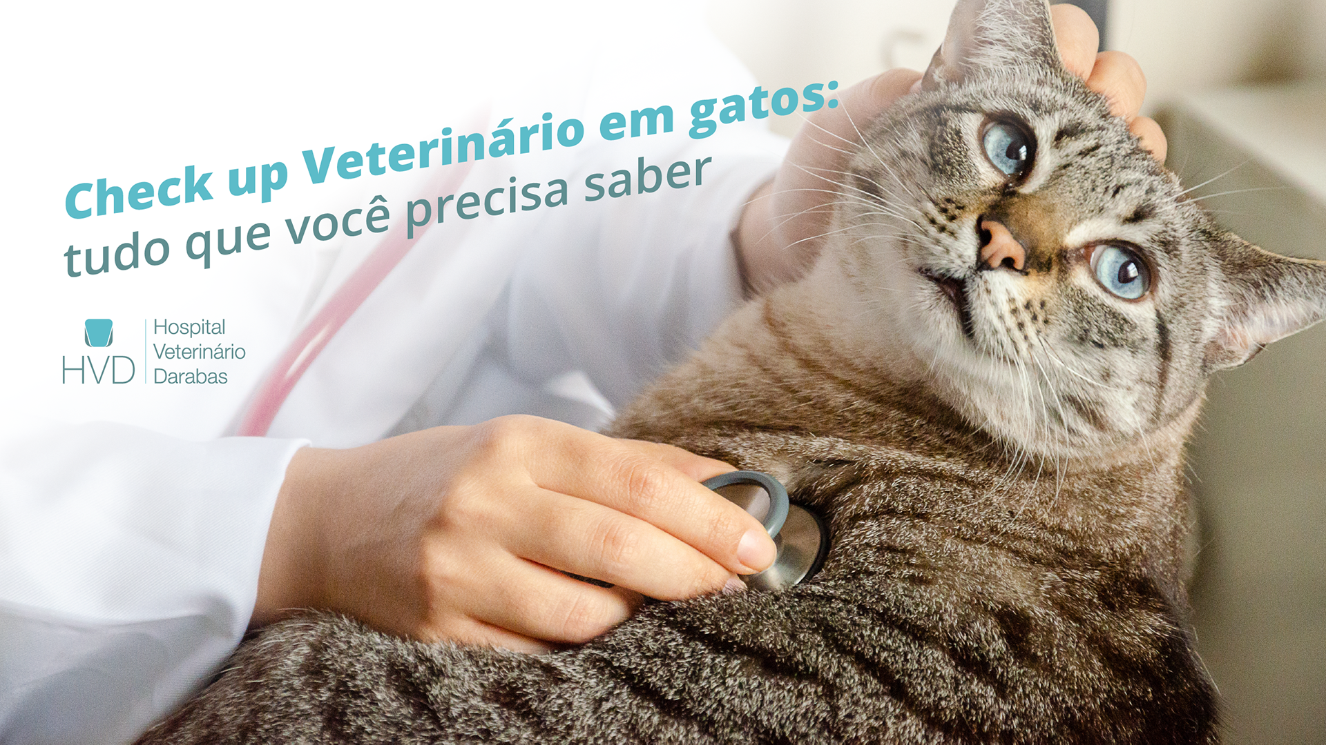 Check up Veterinário em gatos: tudo que você precisa saber